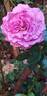 Bossuet, Aigle de Meaux rose photo