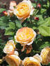 Well-Being rose photo
