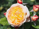 Well-Being rose photo