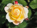 Well-Being rose photo
