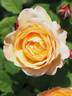 Well-Being rose photo