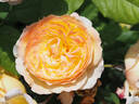 Well-Being rose photo