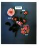 Poulac007 rose photo