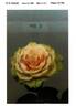 Ruiz99925 rose photo