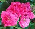 Toscana rose photo