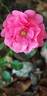 Toscana rose photo