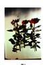 Tan99065 rose photo