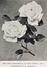 Frau Karl Druschki rose photo