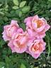 Dorcas rose photo