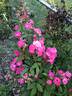 Robin Hood rose photo