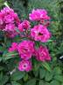 Robin Hood rose photo