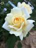 April Moon rose photo
