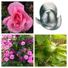 Armada ® rose photo
