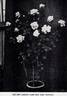Climbing Frau Karl Druschki rose photo