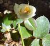 Schneewalzer rose photo