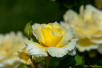White Licorice™ rose photo