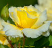 White Licorice™ rose photo