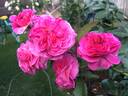 Friends Forever rose photo