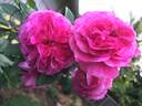 Friends Forever rose photo