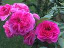 Friends Forever rose photo