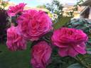 Friends Forever rose photo