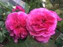 Friends Forever rose photo