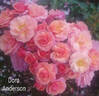 Dora Anderson rose photo