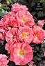 Auntie Carola's Cottage Garden rose photo