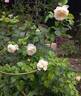 Tranquillity rose photo