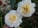 Téléthon ® rose photo