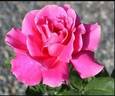 Imperial Potentate rose photo