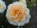 Téléthon ® rose photo