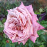 Fabulous rose photo