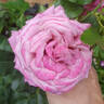 Fabulous rose photo