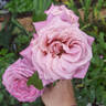 Fabulous rose photo