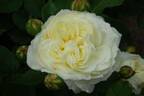 Amenimomakezu North Ivory rose photo