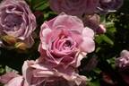 Matinée rose photo