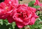 No. 29 rose photo