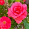Fancy Talk rose photo