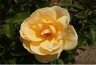 Je t'aime moi non plus rose photo