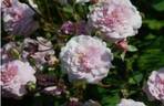 14-73-1 rose photo