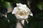 Schwanensee ® rose photo