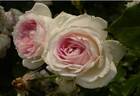 Couleur d'amour rose photo