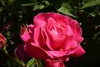 Amenimomakezu Crown of Rose Hip rose photo
