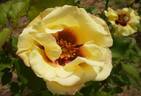 Fragrance Persica rose photo