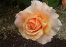 Mellow rose photo