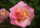 Ihatov no Asa rose photo