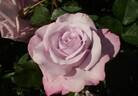 Rafine rose photo