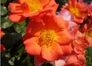 GKS-327 rose photo