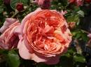 Paul Klee rose photo